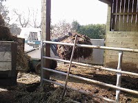 J M Ely. Bobcat, Skid Steer, Hire 368932 Image 0